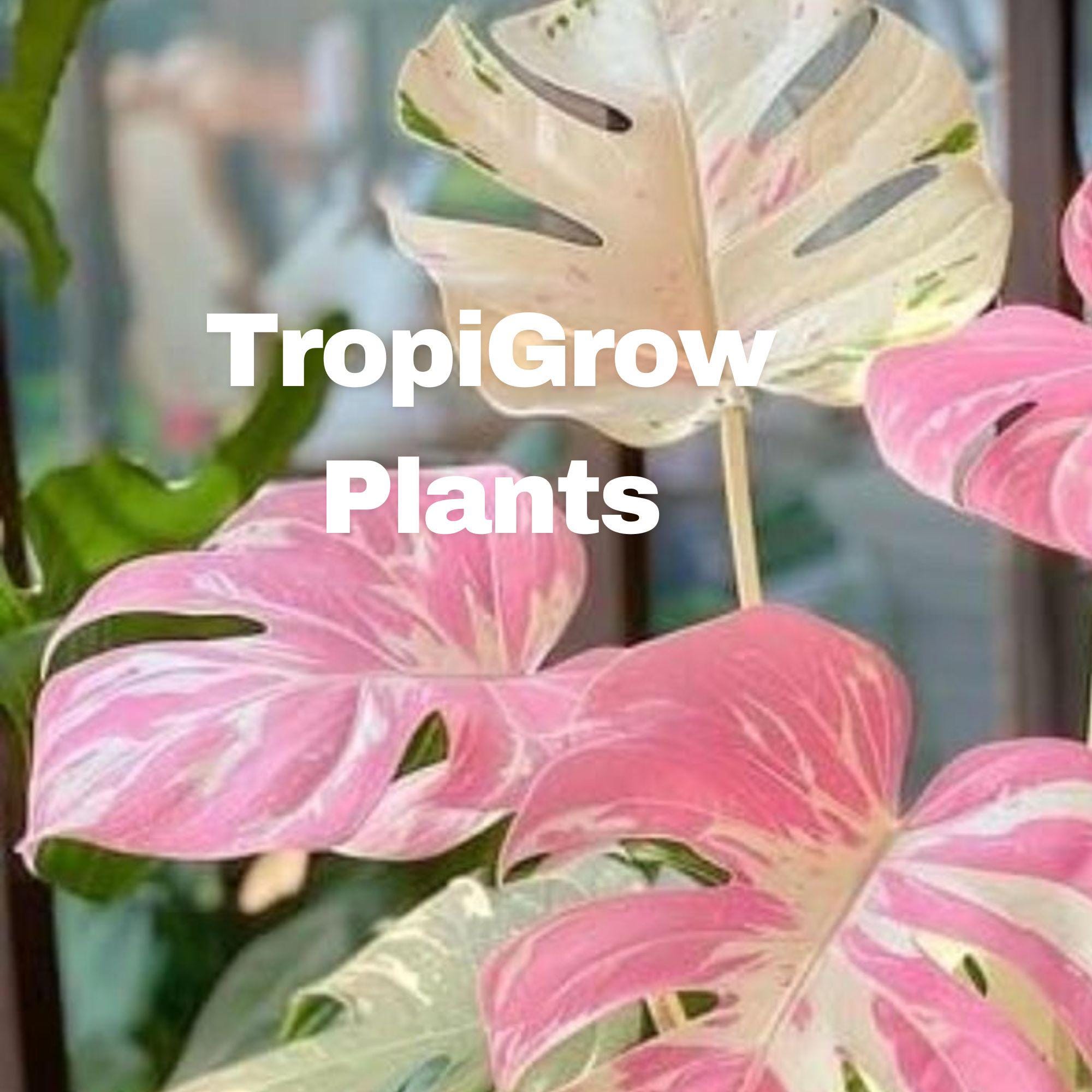 Pink Princess Monstera Plant - Etsy