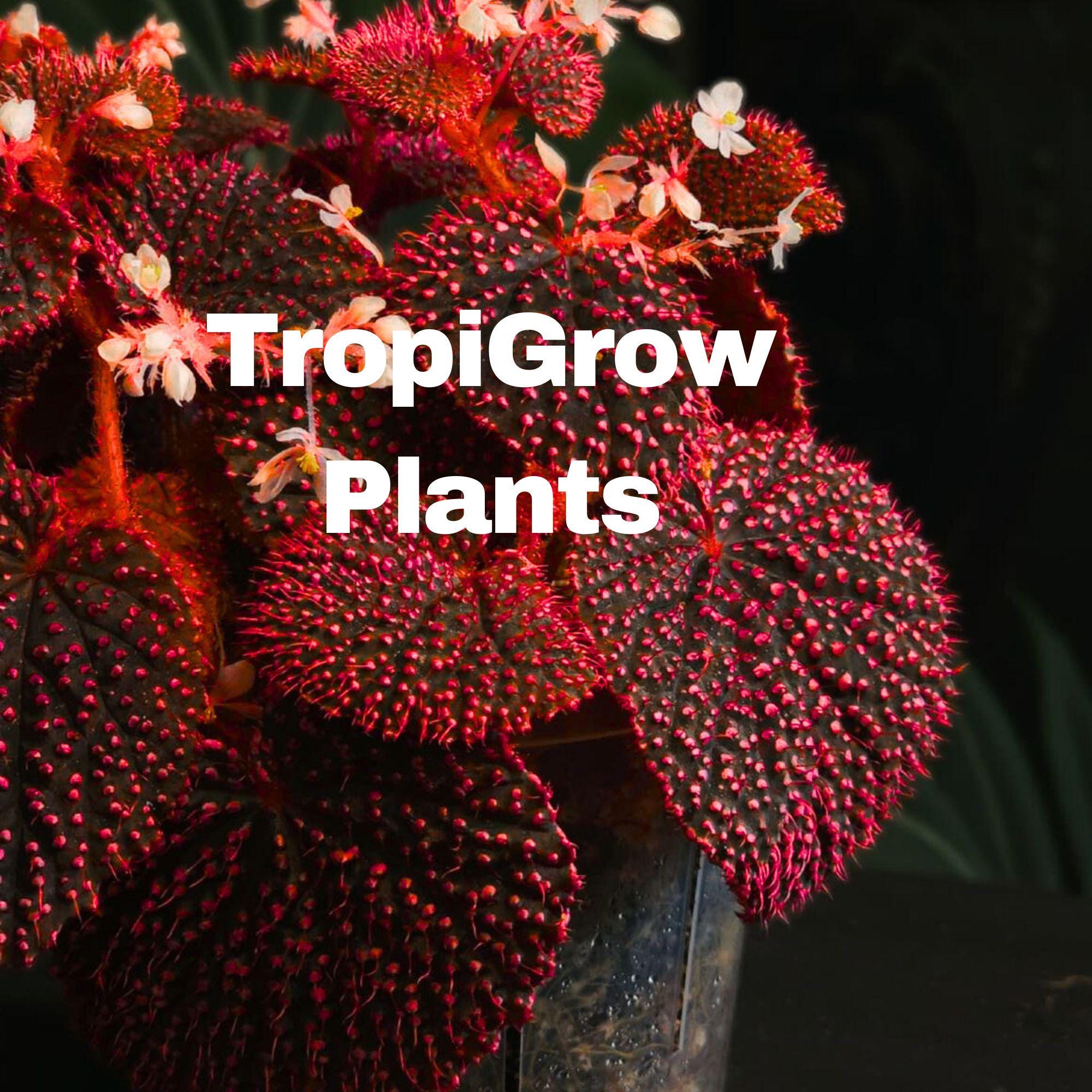 Rare begonias - Etsy 日本