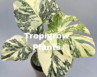 Monstera Crème Brûlée Thai Constellation, esqueje enraizado variegado, planta aroide rara.