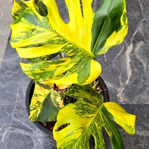 Monstera Electrolight King, plante rare panachée, bouture de nœuds enracinés avec une feuille