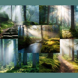 Pode incluir: Uma colagem de cenas de floresta com a luz do sol a passar pelas árvores. As imagens apresentam musgo verde exuberante, degraus de pedra e um caminho sinuoso. O tema geral é a natureza e o ar livre.