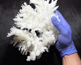 Puede incluir: Un gran grupo cristalino blanco con una estructura ramificada compleja. La formación mineral es sostenida por una mano enguantada sobre un fondo oscuro, resaltando sus intrincados detalles y textura. La apariencia general sugiere un espécimen geológico natural.