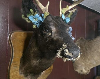 Könnte beinhalten: Ausgestopfter Hirschkopf auf einer Holzplatte montiert. Der Hirsch hat hellfarbene Geweihe, dunkles Fell und ist mit blauen Blumen und grünem Moos geschmückt. Der Kopf wird vor einer dunkelroten Wand ausgestellt.