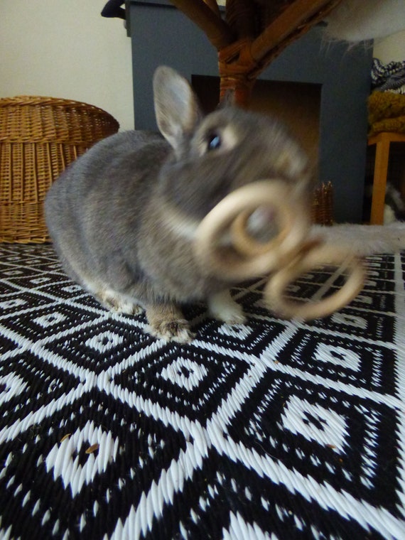 Netherland dwarf top rabbit toys