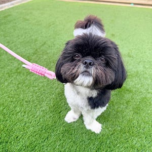 May include: A small, fluffy dog with black and white fur stands on green turf, looking directly at the camera. The dog is on a pink leash. The dog's fur is black on its head and back, with white fur on its chest and legs.