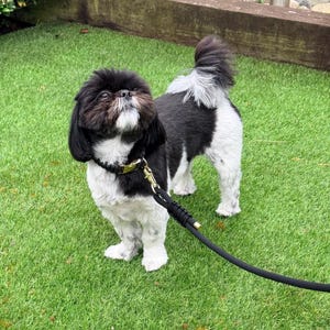 May include: A small, fluffy dog with black and white fur stands on green grass. The dog wears a black collar with a gold clasp and is attached to a black leash. The dog is looking upwards.