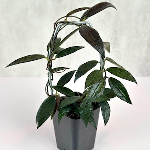 May include: A Hoya plant with dark green, pointed, waxy leaves growing on a silver metal arch trellis. The plant is potted in a black plastic container. The foliage features subtle silver speckling and deep purple-toned edges.