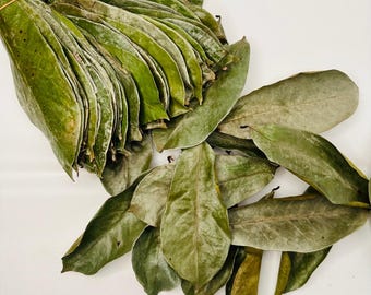 500+ Organic Dried Soursop Leaves – Herbal Tea & Wellness