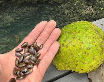 Semillas frescas de guanábana para plantar / Árbol frutal tropical