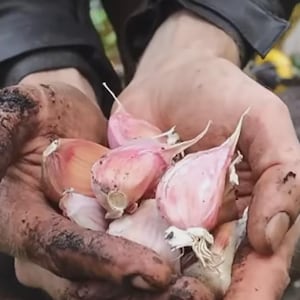 May include: Close-up of hands holding several garlic cloves. The cloves are pinkish-white and have a papery outer layer. The hands are covered in soil, suggesting recent gardening activity. The background shows a garden bed.