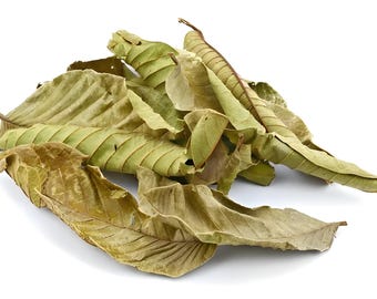 Más de 100 hojas secas de guayaba / Psidium guajava / Hierbas naturales / Té y uso casero