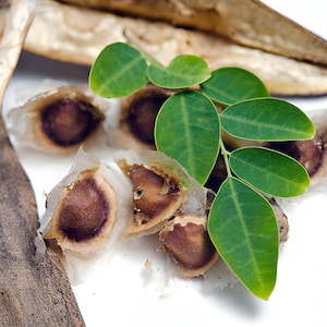 May include: A macro shot of moringa seeds and leaves. The seeds are brown and contained within a pale pod. Vibrant green leaves are grouped together. The white background accentuates the natural colours and textures of the plant.
