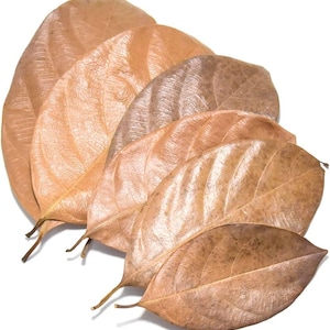 May include: A collection of dried, large brown leaves with prominent veining. The leaves vary in shades of brown, from light tan to dark brown, and are arranged in a slightly overlapping pattern against a white background. The leaves have a leathery texture.