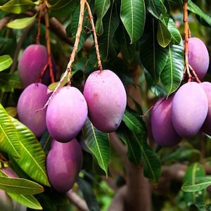 Färska Miyazaki-mangofrön – Odla tropiska fruktträd, sällsynta planteringar i hemträdgården
