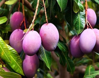Frische Miyazaki Mangosamen - Wachsen Sie tropischen Obstbaum, seltener gepflanzter Hausgarten