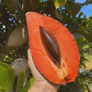 Könnte beinhalten: Eine halbierte, reife Canistel-Frucht, die leuchtend orangefarbenes Fruchtfleisch und einen großen, dunkelbraunen Samen zeigt. Die Frucht wird in einer Hand gehalten, mit anderen Canistel-Früchten im Hintergrund, vor grünem Laub und blauem Himmel.