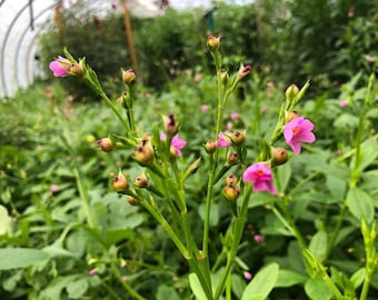 Semillas de espinaca de Surinam / Hoja de agua, verdura tropical