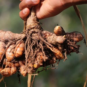 Puede incluir: Una mano sostiene un grupo de raíces frescas de cúrcuma. Las raíces son una mezcla de marrón terroso y naranja vibrante, con raicillas visibles y tierra adherida. El fondo es un verde suave y borroso.