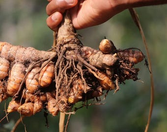 Rizomas de cúrcuma orgánica/raíces tradicionales de Ceilán para plantar