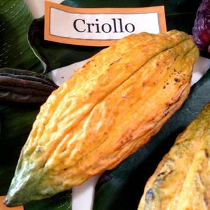 Puede incluir: Una mazorca de cacao Criollo de color amarillo y naranja con una forma alargada y texturizada con profundas crestas verticales. Una etiqueta blanca rectangular con borde negro y el texto Criollo en fuente negra se sitúa encima.