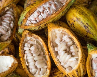 Frische Kakaosamen zum Bepflanzen | Theobroma Kakao Samen | Schokoladenbaum Samen | Tropischer Obstbaum