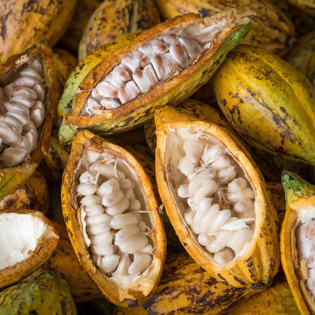Cacao seeds - Etsy 日本