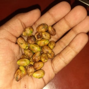 Peut inclure: Une collection de petites pistaches de forme ovale avec des coquilles tachetées de brun clair, de beige et de vert. Les noix ont une surface texturée et légèrement rugueuse, regroupées en un tas, affichant des nuances de tons terreux.
