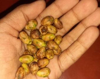 Semillas de canela de Ceilán de primera calidad para plantar – 20 semillas frescas + hojas de canela GRATIS – Auténtica canela de Ceilán