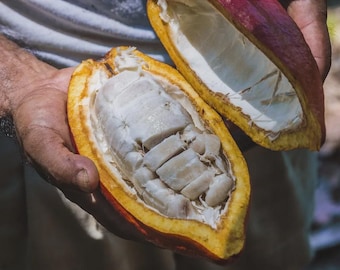 Semi di cacao freschi da piantare / Semi di Theobroma cacao / Semi di albero del cioccolato / Albero da frutto tropicale
