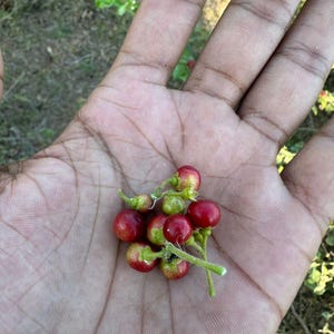 May include: A handful of small, round, red berries with green stems and tips. The berries are held in an open hand. The berries have a glossy appearance and are partially green. The background is blurred, suggesting an outdoor setting.