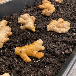 Op de afbeelding: Verschillende stukken verse gemberwortel liggen gedeeltelijk begraven in donkerbruine aarde in een zwarte rechthoekige bak. De gember heeft een lichtbruine kleur en een textuur.