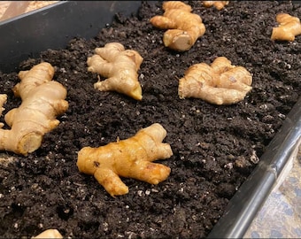 Rhizomes de gingembre pour la plantation | Racine de gingembre fraîche | Zingiber officinale | Jardin biologique