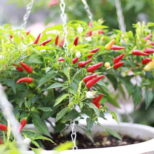 Bonsai Chili - Etsy