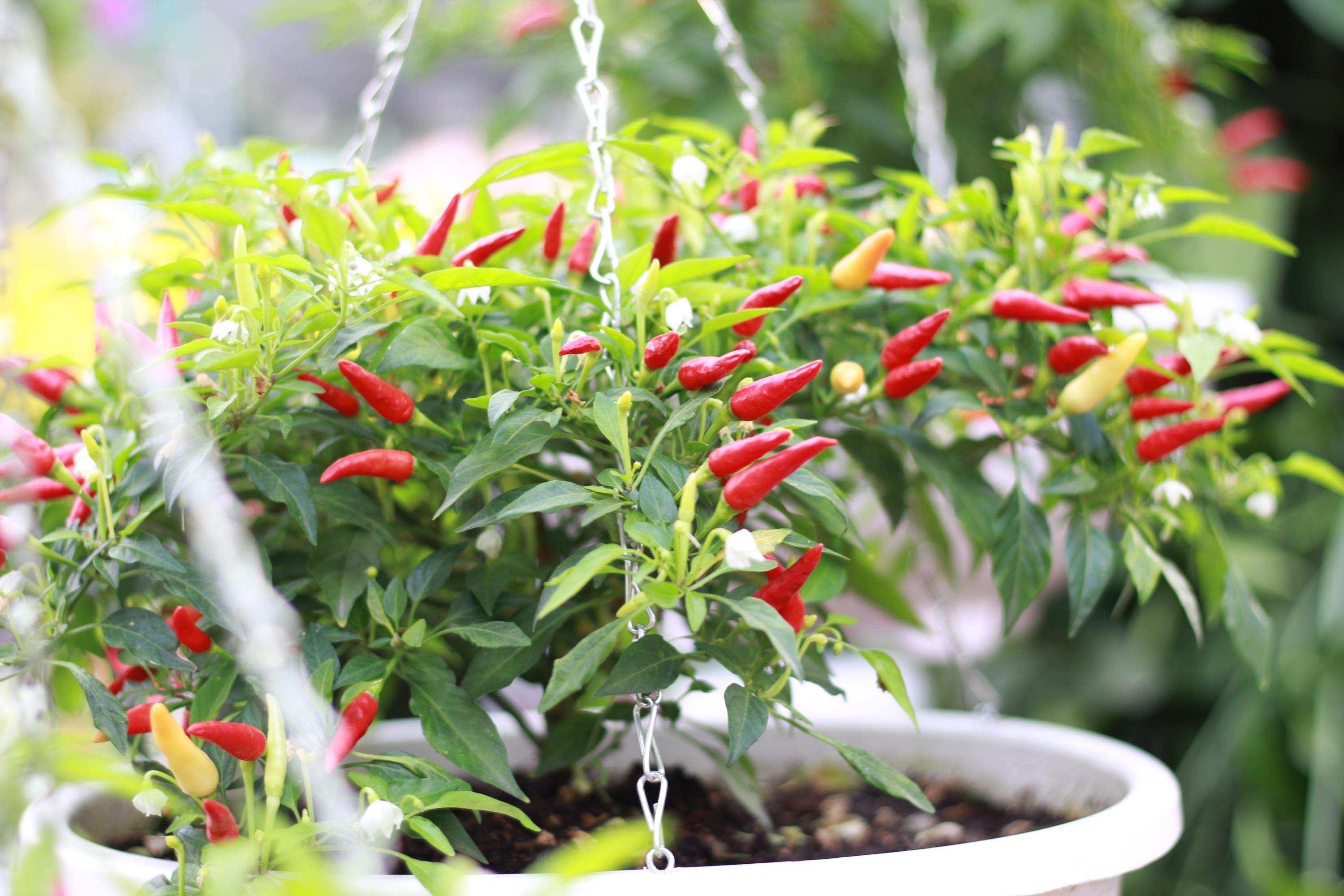 Bonsai chili - Etsy.de