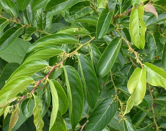 100 g de hojas secas de Glochidion zeylanicum para té.