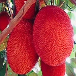 May include: Close-up of several large, red jackfruit hanging from a tree branch. The fruit has a textured, bumpy surface and a round shape. Green leaves are visible in the background, with a natural, outdoor setting.