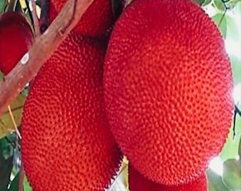 Semi di jackfruit rosso da piantare / Raro albero da frutto tropicale dolce, pianta esotica per il giardino di casa