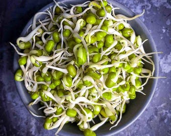 Brotes de frijol mungo, frijol verde, semillas comestibles para jardinería, sin OMG.