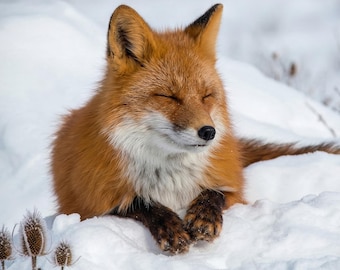 Red Fox Wall Art Print, winter Wildlife Art, Fox Wall Art, dierlijke muurkunst voor woonkamer, natuurprint, bosdecor, grote muurkunst