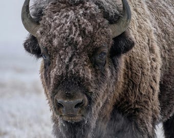 Bizonkunst aan de muur voor woonkamer, grote muurkunstafdruk, stille mannelijke winterbizonportret
