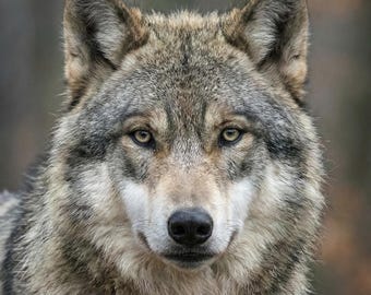 Wolf grote muurkunst voor woonkamer, dierenprint in het wild, kalme mannelijke muurkunst