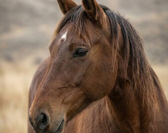 Muurkunst paard, grote muurkunst woonkamer, print bruin paard