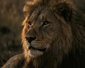 Muurkunst leeuw, mannelijke muurkunst voor woonkamer, grote dierenprint