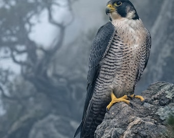 Muurkunst slechtvalk voor woonkamer, grote roofvogelprint, verticale kunst aan de muur dieren in het wild