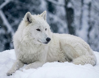 Wolf grote muurkunst voor woonkamer of boven open haard, grote verticale dierenprint
