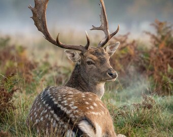 Muurkunst hert, grote natuurmuurkunst voor woonkamer, kalme natuurkunst