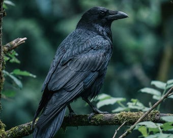 Muurkunst raaf, groene muurkunst voor woonkamer, grote verticale natuurkunst