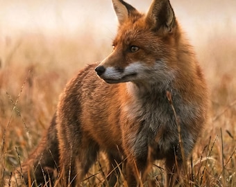 Grote muurkunst vos voor woonkamer