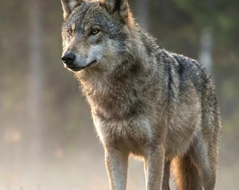 Muurkunst wolf, grote verticale print voor woonkamer, dierenmuurkunst