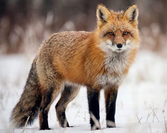 Fox muurkunst voor woonkamer, winter natuurprint, groot verticaal natuurkunstwerk